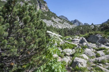 Amazing Summer landscape of Rila Mountain near Malyovitsa hut, Bulgaria
