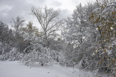Bulgaristan 'ın Sofya kentindeki South Park' ın şaşırtıcı kış manzarası