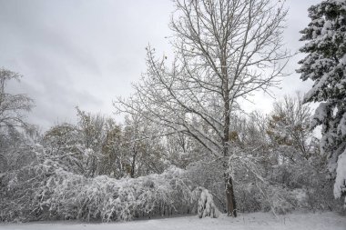 Bulgaristan 'ın Sofya kentindeki South Park' ın şaşırtıcı kış manzarası
