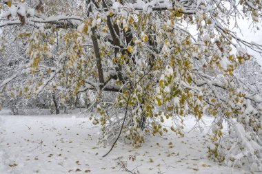 Bulgaristan 'ın Sofya kentindeki South Park' ın şaşırtıcı kış manzarası