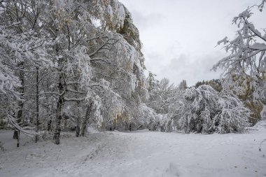 Bulgaristan 'ın Sofya kentindeki South Park' ın şaşırtıcı kış manzarası