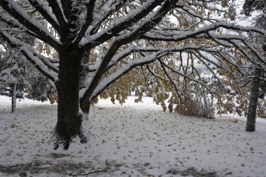 Bulgaristan 'ın Sofya kentindeki South Park' ın şaşırtıcı kış manzarası