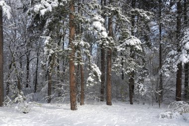Bulgaristan 'ın Sofya kentindeki South Park' ın şaşırtıcı kış manzarası
