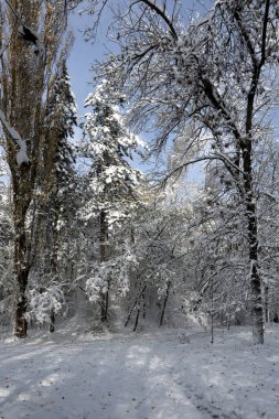 Bulgaristan 'ın Sofya kentindeki South Park' ın şaşırtıcı kış manzarası