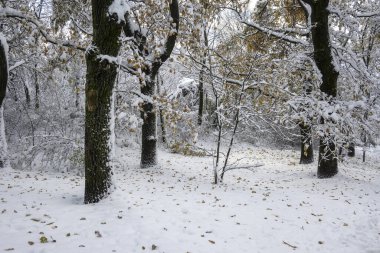Bulgaristan 'ın Sofya kentindeki South Park' ın şaşırtıcı kış manzarası