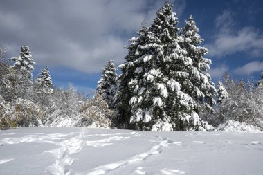 Bulgaristan 'ın Sofya kentindeki South Park' ın şaşırtıcı kış manzarası