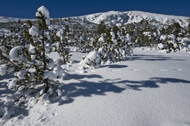 Bulgaristan 'ın Polezhan ve Bezbog Tepeleri yakınlarındaki Pirin Dağı' nın muhteşem kış manzarası
