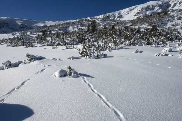 Erstaunliche Winter Ansicht Des Pirin Gebirges Der Nähe Von Polezhan — Stockfoto