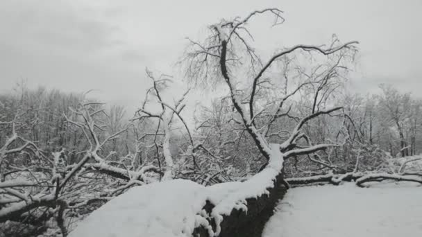 Niesamowity Zimowy Krajobraz South Parku Mieście Sofia Bułgaria — Wideo stockowe