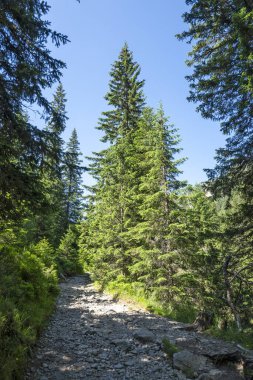 Amazing Summer landscape of Rila Mountain near Malyovitsa hut, Bulgaria