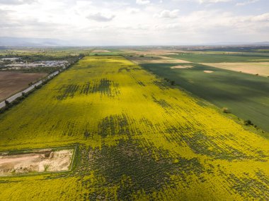 Bulgaristan 'ın Filibe Bölgesi' nin Kostievo köyü yakınlarındaki Blooming tecavüz tarlasının hava manzarası