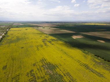 Bulgaristan 'ın Filibe Bölgesi' nin Kostievo köyü yakınlarındaki Blooming tecavüz tarlasının hava manzarası