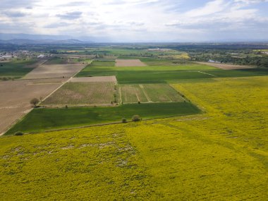 Bulgaristan 'ın Filibe Bölgesi' nin Kostievo köyü yakınlarındaki Blooming tecavüz tarlasının hava manzarası