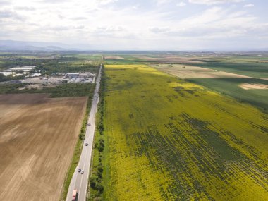 Bulgaristan 'ın Filibe Bölgesi' nin Kostievo köyü yakınlarındaki Blooming tecavüz tarlasının hava manzarası