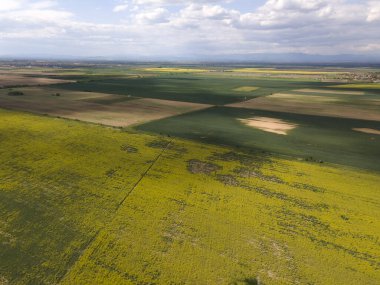 Bulgaristan 'ın Filibe Bölgesi' nin Kostievo köyü yakınlarındaki Blooming tecavüz tarlasının hava manzarası