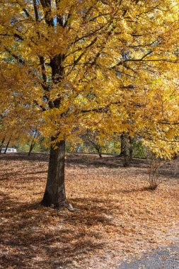 Bulgaristan 'ın Sofya kentindeki South Park' ın şaşırtıcı sonbahar manzarası