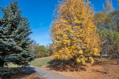 Bulgaristan 'ın Sofya kentindeki South Park' ın şaşırtıcı sonbahar manzarası