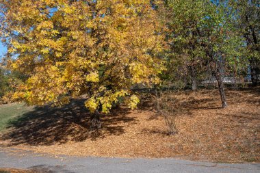 Bulgaristan 'ın Sofya kentindeki South Park' ın şaşırtıcı sonbahar manzarası