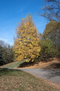 Bulgaristan 'ın Sofya kentindeki South Park' ın şaşırtıcı sonbahar manzarası