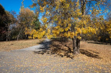 Bulgaristan 'ın Sofya kentindeki South Park' ın şaşırtıcı sonbahar manzarası