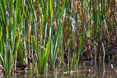 Bulgaristan 'ın Sofya kentindeki South Park' ın şaşırtıcı sonbahar manzarası