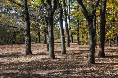 Bulgaristan 'ın Sofya kentindeki South Park' ın şaşırtıcı sonbahar manzarası