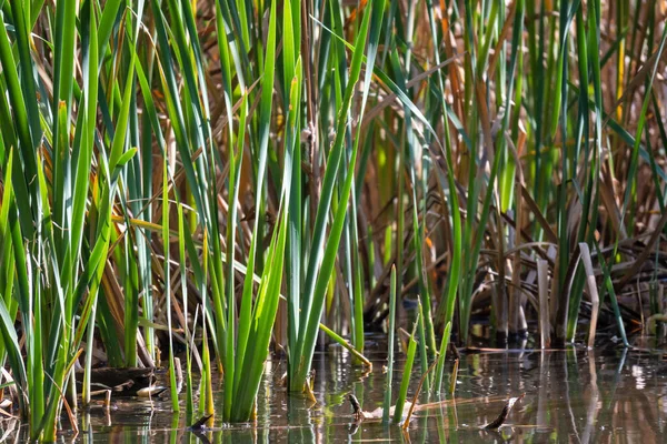 Bulgaristan 'ın Sofya kentindeki South Park' ın şaşırtıcı sonbahar manzarası
