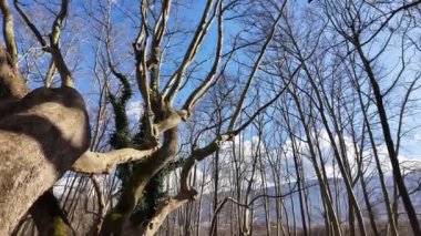 Bulgaristan 'ın Blagoevgrad bölgesindeki Petrich Vadisi' nden geçen Strumeshnitsa Nehri