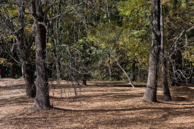 Bulgaristan 'ın Sofya kentindeki South Park' ın şaşırtıcı sonbahar manzarası