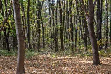 Bulgaristan 'ın Sofya kentindeki South Park' ın şaşırtıcı sonbahar manzarası