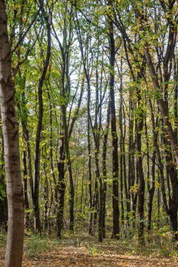 Bulgaristan 'ın Sofya kentindeki South Park' ın şaşırtıcı sonbahar manzarası