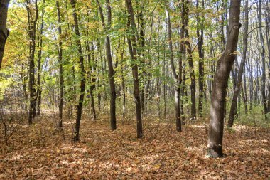 Bulgaristan 'ın Sofya kentindeki South Park' ın şaşırtıcı sonbahar manzarası