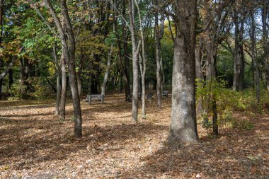 Bulgaristan 'ın Sofya kentindeki South Park' ın şaşırtıcı sonbahar manzarası