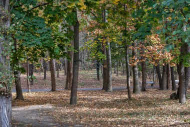 Bulgaristan 'ın Sofya kentindeki South Park' ın şaşırtıcı sonbahar manzarası