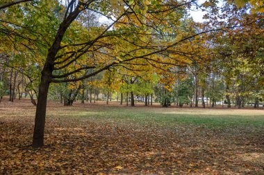 Bulgaristan 'ın Sofya kentindeki South Park' ın şaşırtıcı sonbahar manzarası