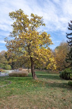 Bulgaristan 'ın Sofya kentindeki South Park' ın şaşırtıcı sonbahar manzarası