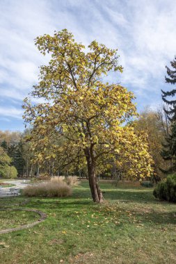 Bulgaristan 'ın Sofya kentindeki South Park' ın şaşırtıcı sonbahar manzarası