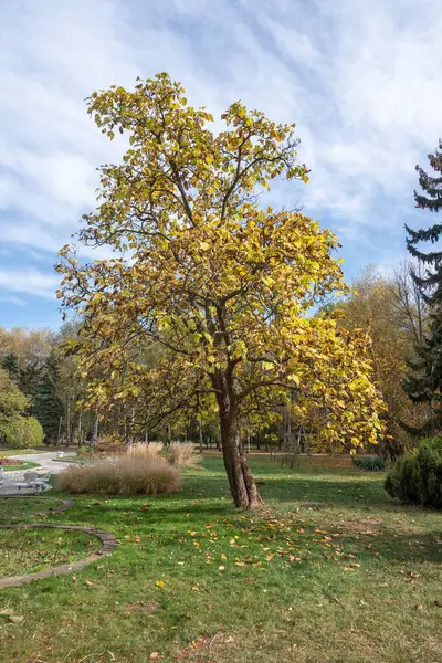 Bulgaristan 'ın Sofya kentindeki South Park' ın şaşırtıcı sonbahar manzarası