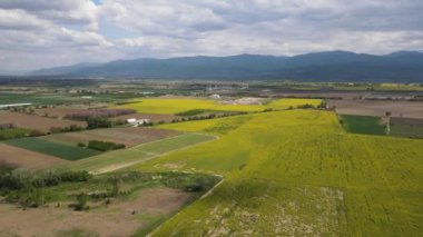 Bulgaristan 'ın Filibe Bölgesi' nin Kostievo köyü yakınlarındaki Blooming tecavüz tarlasının hava manzarası