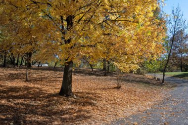 Bulgaristan 'ın Sofya kentindeki South Park' ın şaşırtıcı sonbahar manzarası