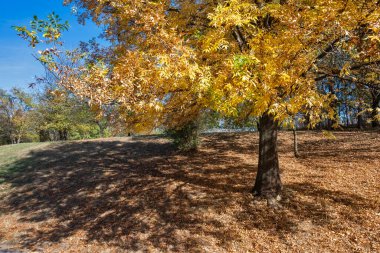 Bulgaristan 'ın Sofya kentindeki South Park' ın şaşırtıcı sonbahar manzarası