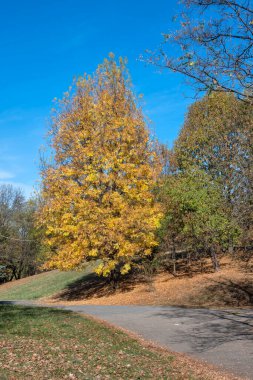 Bulgaristan 'ın Sofya kentindeki South Park' ın şaşırtıcı sonbahar manzarası