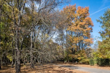 Bulgaristan 'ın Sofya kentindeki South Park' ın şaşırtıcı sonbahar manzarası