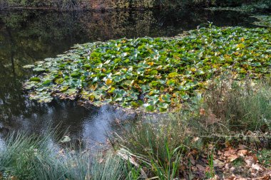 Bulgaristan 'ın Sofya kentindeki South Park' ın şaşırtıcı sonbahar manzarası