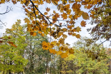 Bulgaristan 'ın Sofya kentindeki South Park' ın şaşırtıcı sonbahar manzarası