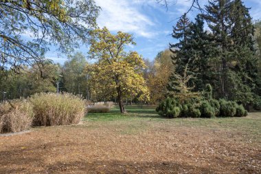 Bulgaristan 'ın Sofya kentindeki South Park' ın şaşırtıcı sonbahar manzarası