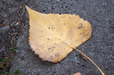 Bulgaristan 'ın Sofya kentindeki South Park' ın şaşırtıcı sonbahar manzarası