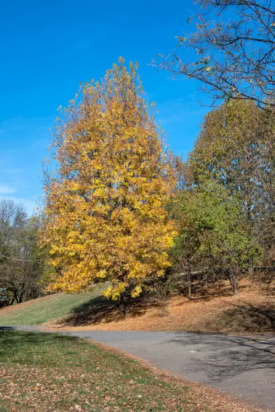 Bulgaristan 'ın Sofya kentindeki South Park' ın şaşırtıcı sonbahar manzarası