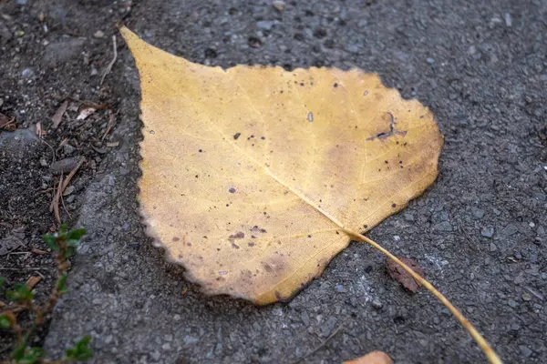 Bulgaristan 'ın Sofya kentindeki South Park' ın şaşırtıcı sonbahar manzarası