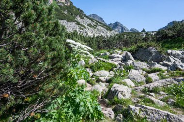 Amazing Summer landscape of Rila Mountain near Malyovitsa peak, Bulgaria